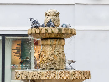Close-up of bird perching on statue against building