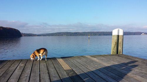 Swan on pier at lake against sky