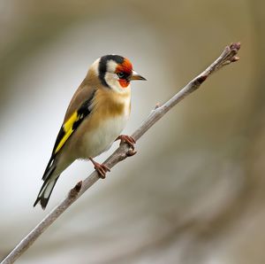 Goldfinch perching on twig