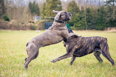 Dogs fighting on grass against trees