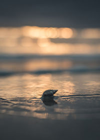 View of crab on beach during sunset