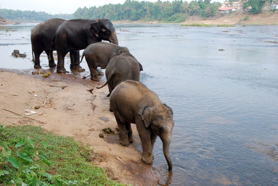 Horses on field by river