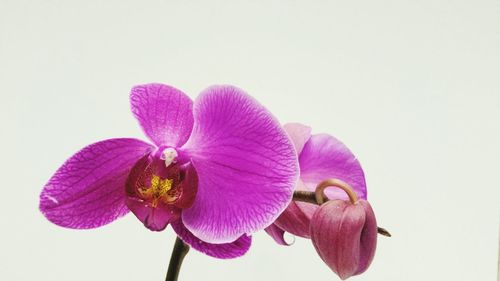 Close-up of purple flower blooming against white background