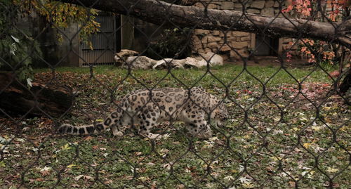 View of a field in a zoo