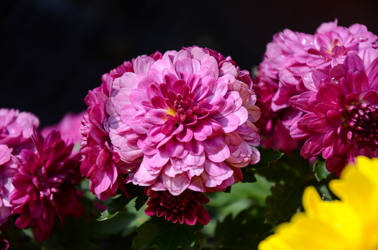 CLOSE-UP OF PINK ROSE FLOWERS