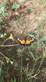 Close-up of butterfly perching on flower