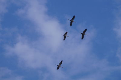 Low angle view of birds flying in sky