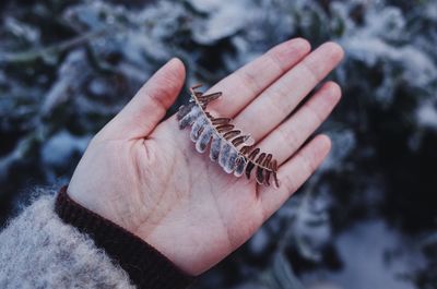 Close-up of hand holding frosted leaves during winter