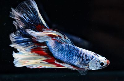 Fancy siamese fighting fish or halfmoon is a beautiful fish that is popular for foreigners. 