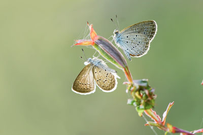 Close-up of butterfly on plant