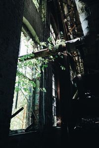 Plants growing on abandoned building