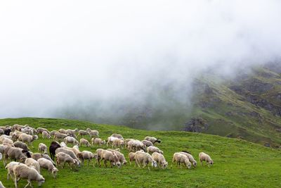 Sheep grazing in a field