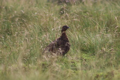 View of a bird on field