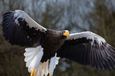 Close-up of eagle flying