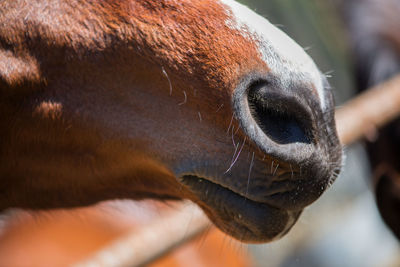 Close-up of horse nose