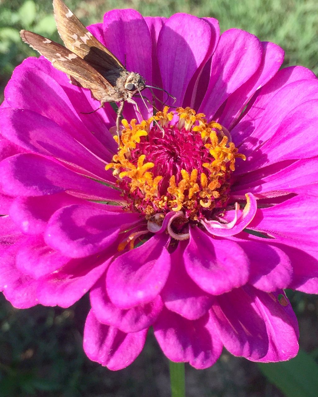 MACRO SHOT OF PINK FLOWER