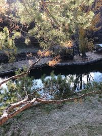 Trees by lake in forest