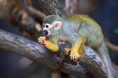 Monkey eating fruit on tree