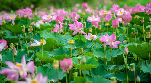 Close-up of pink flowering plants