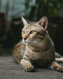 Close-up of a cat looking away