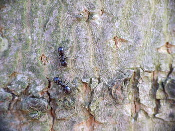 Close-up of insect on tree trunk