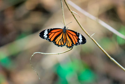 Close-up of butterfly on flower