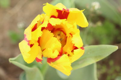 Close-up of yellow flowers blooming outdoors