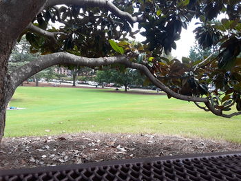 View of trees in park