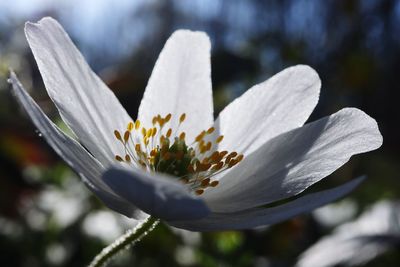 Close-up of white crocus flower