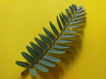 Close-up of yellow leaves on table