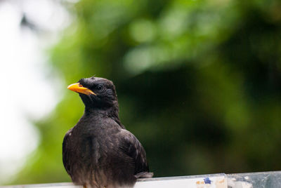 Close-up of bird perching