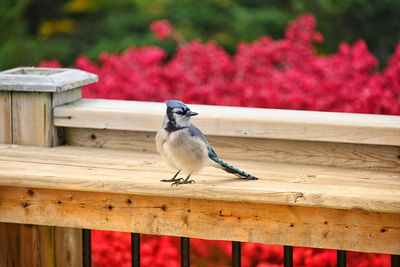 Close-up of bird perching on wooden railing