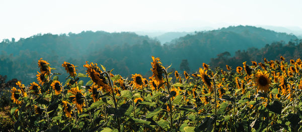 Yellow flowering plants on field against sky