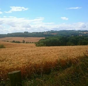 Scenic view of field against sky