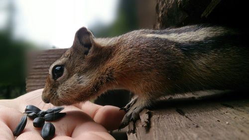 Cropped image of hand feeding squirrel