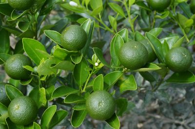 Close-up of fruits growing on tree