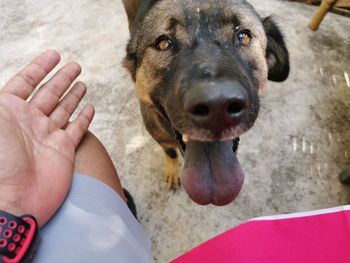 Close-up portrait of dog on hand