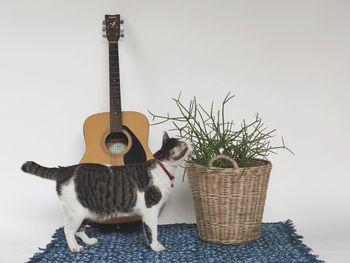 Portrait of a cat in basket