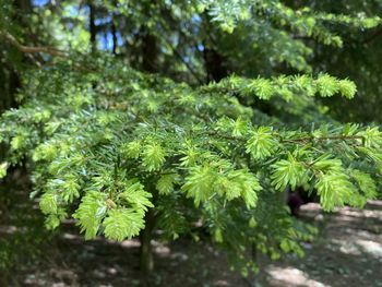 Close-up of fresh green leaves on branch