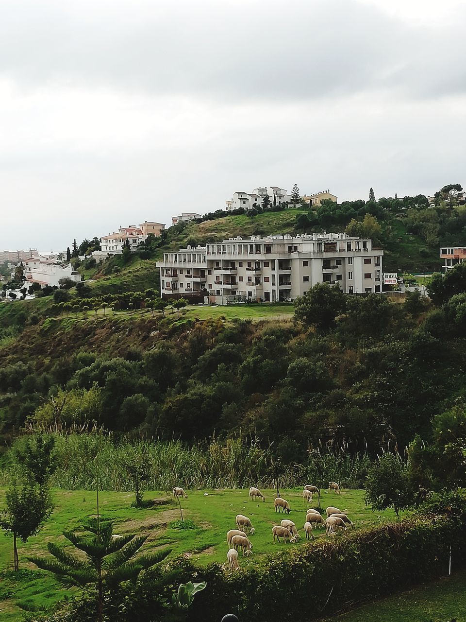 HOUSES BY TREES AND BUILDINGS AGAINST SKY