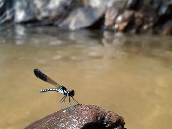 Close-up of butterfly on rock