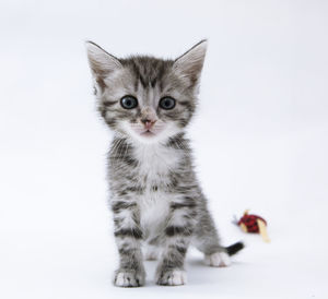 Portrait of cat against white background