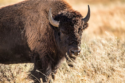 Lone bison