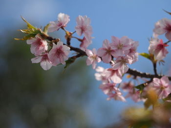 Close-up of pink cherry blossoms in spring