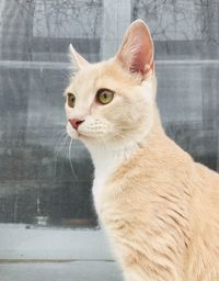 Close-up of a cat looking away