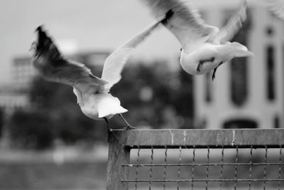 Close-up of seagull flying