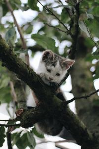 Low angle view of cat on tree