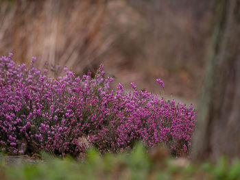 Close-up of pink flowering plant on field