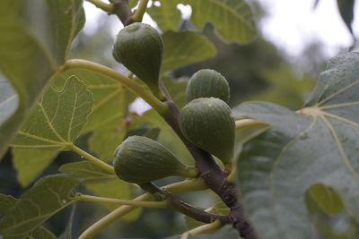 Close-up of fruit growing on tree