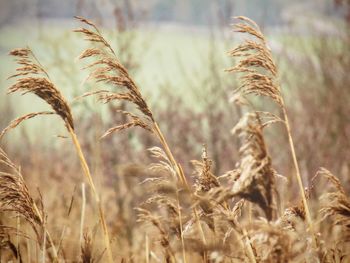 Close-up of wheat growing on field